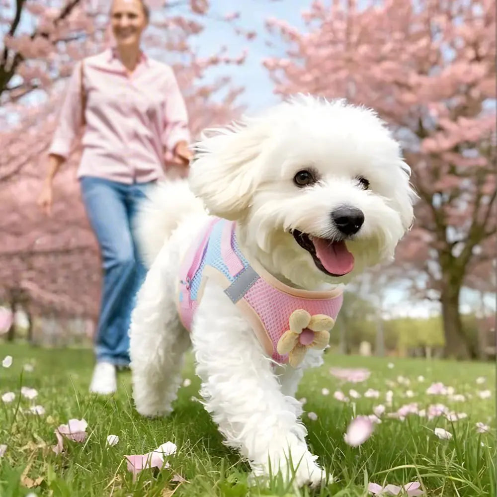 Adjustable Breathable Dog Harness with Leash - Safe and Comfortable Pet Chest Strap for Small Dogs and Cats, Ideal for Outdoor Activities